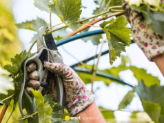 Przycinanie w lutym daje efekt wiosną. Sprawdź, co ciąć już teraz