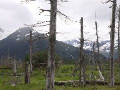 Kataklizm, po którym powstał las widmo. Po ponad 60 latach naukowcy wciąż są pod wrażeniem wydarzeń z Alaski