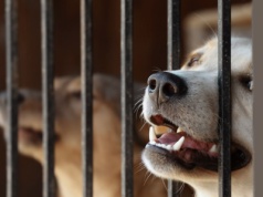 Wypożyczyli choinkę i pomogli bezdomnym zwierzętom