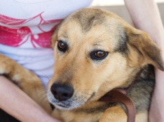 Masowe adopcje psów ze schronisk. Piękny odruch czy problem?