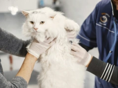 Nowe przepisy dla właścicieli kotów i psów. Szykuje się kolejny wydatek