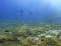 Mała ryba, wielka toksyna. Naukowcy zaskoczeni na Wyspach