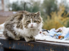 Samorząd Mazowsza pomoże bezdomnym zwierzętom