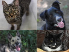 Czekają na dom pełen miłości. Poznaj czworo podopiecznych Schroniska dla Zwierząt w Olsztynie!