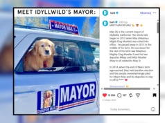 Ich burmistrzem nie jest człowiek. Wybrali psa. Bez kampanii, bez sporów, bez obietnic