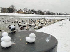 Odradzamy dziś karmienie łabędzi. Wysoce zjadliwa grypa ptaków w Krakowie