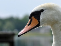 Łabędź i kłopoty kierowców na autostradzie A6
