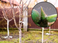 Zawieś na drzewkach, a przędziorki nie dotrwają do wiosny. Luty to najlepszy moment