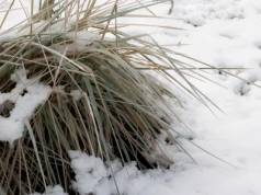 Przegapisz ten termin, a trawy ozdobne nie odżyją na wiosnę. Sprawdź kiedy działać