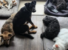 Mazowsze przeznacza 1,5 mln zł na pomoc bezdomnym zwierzętom. Rusza nabór wniosków dla gmin