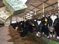 Kto wygra wojnę o mleko? Ten rok zdecyduje o Polsce