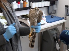 Weterynarze zachodzili w głowę. Drapieżnik zachorował przez gołębia