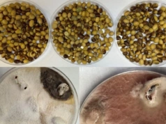 Groźne grzyby mogą być ukryte w nasionach soi! Osłabione wschody i plonowanie