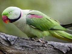 Papugarnia pokazała zdjęcia. Papuga zginęła z winy zwiedzających