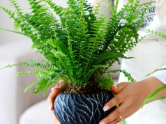 Nie wylewaj, lecz wykorzystaj jako odżywkę do paprotki. 2 tygodnie i wypuści nowe listki