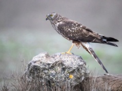 Ten drapieżnik walczy o przetrwanie. W Polsce jest pod ścisłą ochroną