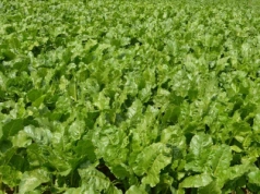 Dolistne dokarmianie buraka cukrowego może dać wyższy plon. Kiedy i czym najlepiej nawozić?