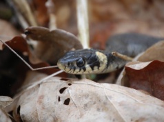 Nigeria: gwałtowny wzrost liczby przypadków ukąszeń węży i spowodowanych nimi zgonów