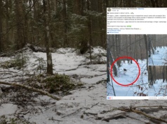 Zobaczył go w lesie i chwycił za telefon. "Rzadko się pokazuje"