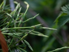 Ta roślina jest warta fortunę. Rośnie także w Polsce. Sezon zacznie się już wkrótce