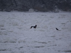 Suczka od tygodnia żyje na zamarzniętej Wiśle. Trwa akcja ratowania spłoszonego zwierzęcia