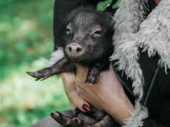 „Skąd się biorą parówki?" Komisja Etyki Reklamy rozpatrzyła skargę na Sokoliki. Skarga oddalona, ale dyskusja ciekawa