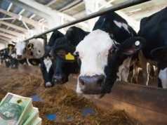 Rynek mleka 2026. Są pierwsze sygnały poprawy