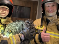 Sowa pomyliła komin z dziuplą. Aby wyciągnąć ptaka musieli interweniować strażacy