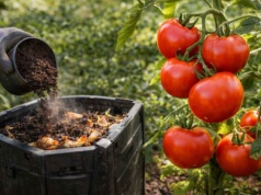 Zimą jest go bez liku. Zbieraj, a zyskasz solidny nawóz do pomidorów