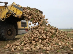 Kampania buraczana 2025/2026 zakończona rekordowym wynikiem wyprodukowanego cukru