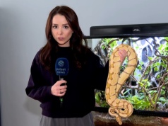 Polacy hodują w domach nawet olbrzymie węże. Wystarczy 26 zł