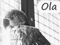 Rozpacz w warszawskiej papugarni. "Ola bardzo chciała żyć". Winią zwiedzających