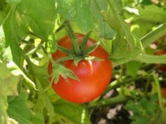 Pomidor to owoc, a nie warzywo. Dlaczego Sąd Najwyższy USA zmienił definicję?