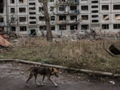 Domowe psy, a są niczym wilki. Tak wojna w Ukrainie zmieniła zwierzęta