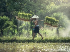 Chiny ogłaszają plan modernizacji rolnictwa i wsi