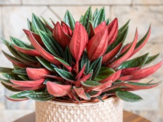 Ta roślina po latach znów zdobi polskie domy. Ma kolorowe liście i efektowne "kolby"