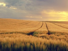 FAO: wysokie plony zbóż podtrzymują odbudowę światowych zapasów