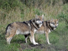 Wilki zaatakowały człowieka!