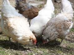 Wielkopolska pod presją HPAI. Surowe regulacje dla ferm i pracowników