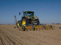 Termin siewu buraka cukrowego to klucz do plonu. Kiedy siać i w jakiej obsadzie?