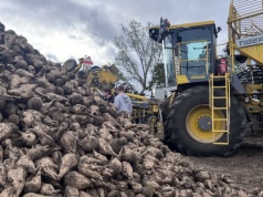 Kryzys na rynku cukru przyspiesza. Kolejna  cukrownia znika z mapy
