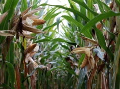 Rolnik nie może, importer może. Kukurydza z pozostałościami w UE