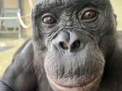 Zwierzęta nie żyją tylko tu i teraz. Dowiedziono, że mają wyobraźnię i potrafią bawić się „na niby”