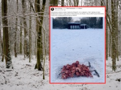To robią fotografowie w Puszczy Białowieskiej "Tragedia. Powinno być karalne"