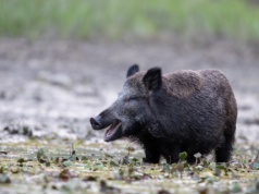Kolejne ogniska ASF dzików. Choroba podbija kolejne gminy