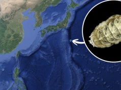 Głęboko w oceanie odkryto dziwne stworzenie. Stało się hitem internetu