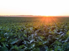 Ochrona fungicydowa rzepaku. Jak przygotować rzepak, aby dał wysoki plon?