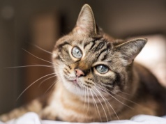 Czym można zarazić się od kota?