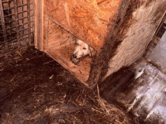 67-latka usłyszała zarzut znęcania się nad zwierzętami. Z posesji odebrano 149 psów