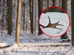 Leśnicy pokazali wyjątkowe znalezisko. "Ceny potrafią być naprawdę wysokie"